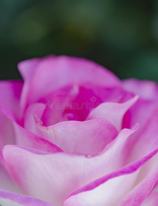 花瓣 玫瑰 美丽的 花的 开花 盛开 自然 颜色 植物区系