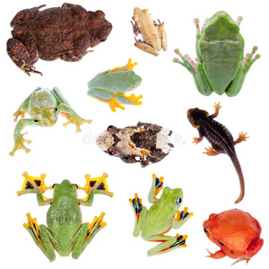 姬蛙科青蛙的背部是白色的照片