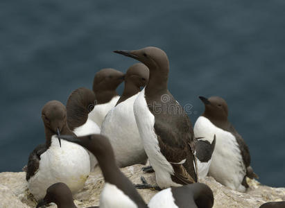 Guillemots或普通Murre