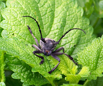 长的胳膊甲虫图片-长的胳膊甲虫素材-长的胳膊甲虫插画-摄图新视界