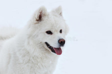 颜色 自然 乐趣 冬天 小狗 舌头 哈士奇 风景 外套 美丽的