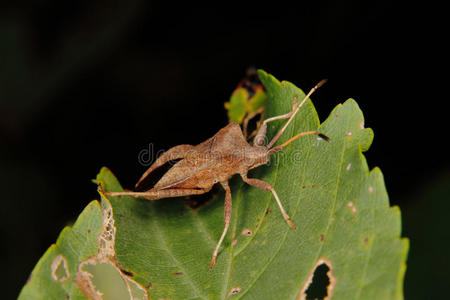 船坞虫coreus marginatus