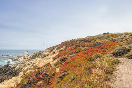 风景 盛开 美国人 小海湾 公园 海洋 公路 美国 开花