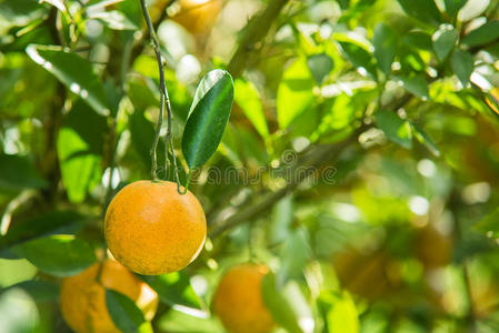 新鲜的橘子在植物上，橘子树上