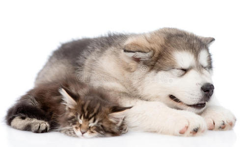 小猫小狗一起玩球图片