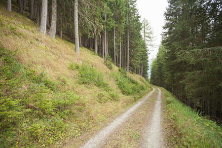 放松 植被 意大利 环境 行走 早晨 徒步旅行 伍兹 植物区系