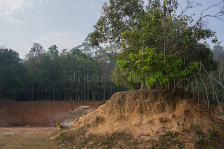 土地 幻想 山崩 环境 丛林 领域 植物 地球 森林 风景