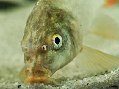 池塘 食物 淡水 吮吸 卡皮奥 肖像 野生动物 动物 鲤鱼