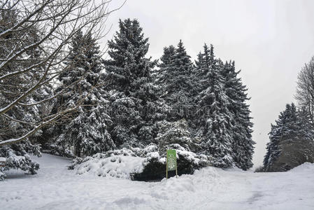 毛茸茸的 公园 城市 云杉 寒冷的 下雪 冬天 冷杉