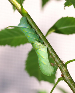 可爱的绿色毛毛虫幼虫蠕虫在自然界照片