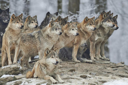 一只狼带一群狼图片图片