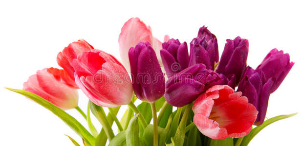 紫色 植物 植物区系 郁金香 假日 花束 颜色 粉红色 夏天