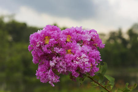 天空 瓷器 特写镜头 园艺 花园 植物区系 丁香花 花瓣