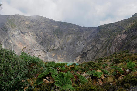 火山口植物