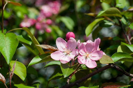 农场 植物区系 公司 美丽的 花的 花瓣 水果 粉红色 生长