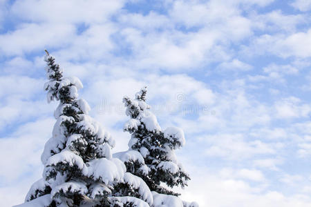 美女 风景 森林 冬天 天气 冰冷的 圣诞节 降雪 季节