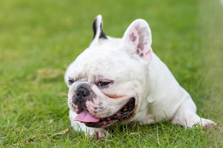 法国斗牛犬在花园里微笑照片