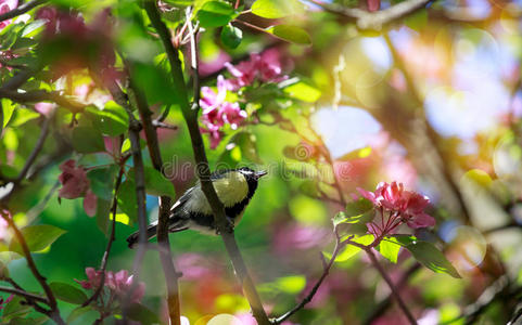 背景。春天。这只鸟坐在开花的树枝上。