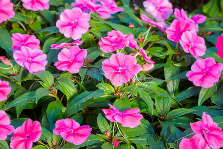 美丽的凤仙花.照片