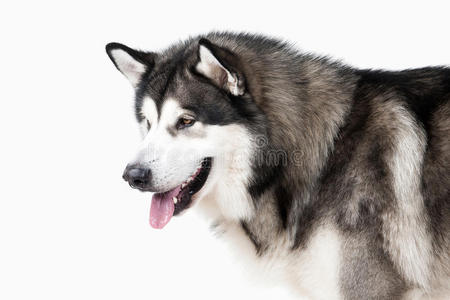 狗。 阿拉斯加的马拉穆特在白色背景上