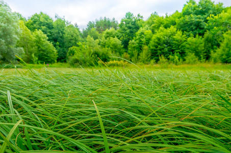 沼泽里的绿色芦苇
