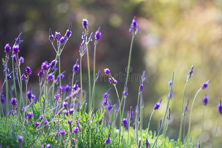 薰衣草花