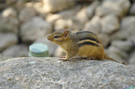 美国，北美布鲁克菲尔德动物园，坐在石头上的花栗鼠。日落。