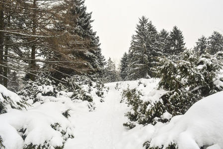 下雪 云杉 毛茸茸的 公园 冬天 城市 冷杉 寒冷的