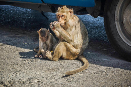 友谊 生态学 起源 佛教徒 猕猴 动物 小孩 可爱的 食物