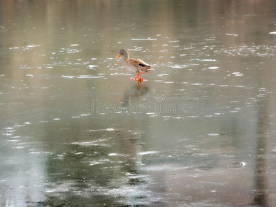 鸭子 正弦波 翅膀 羽毛 池塘 水禽 冬天 动物群 水库