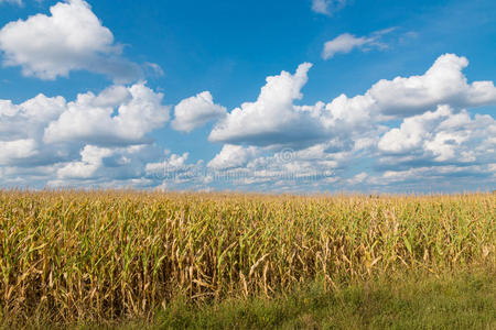 农场 玉米秆 风景 农业 开花 自然 作物 土地 草地 秋天