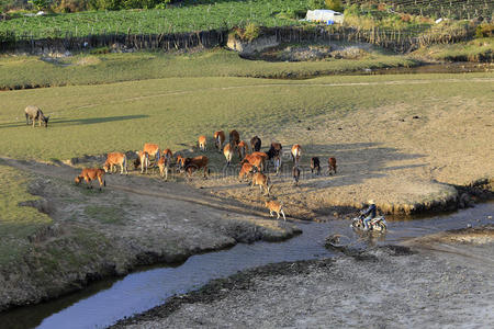奶牛在绿色的夏田上放牧