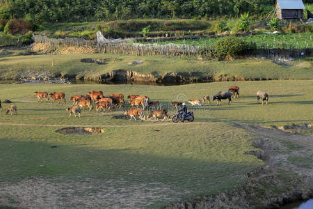 奶牛在绿色的夏田上放牧