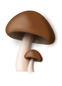 白色背景的棕色蘑菇。