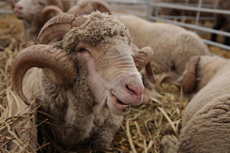 喇叭 牧场 美利奴羊 睡觉 谷仓 枪口 电磁轴承 育种 哺乳动物