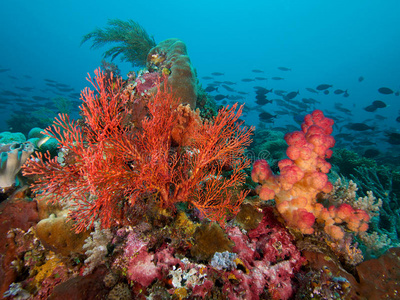 安培 精彩的 水下 河豚科 松毛虫 印度尼西亚 海底 半岛