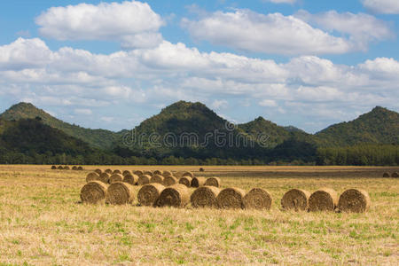 粮食 自然 农田 领域 国家 天空 稻草 干草 风景 土地