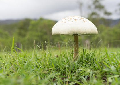 雨滴 夏天 阴天 真菌 毒蕈 成长 季节 帽子 天气 植物