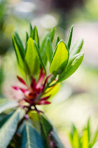 变模糊 颜色 开花 花园 花瓣 粉红色 漂亮的 美女 树叶