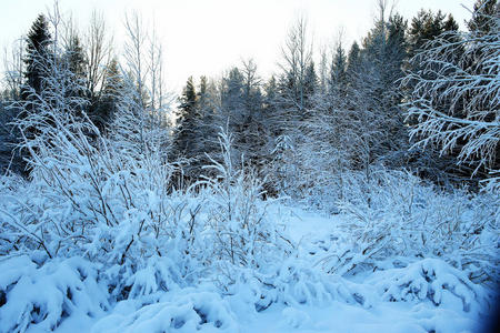 风景 季节 鳞片 环境 天空 新的 冻结 白霜 自然 圣诞节