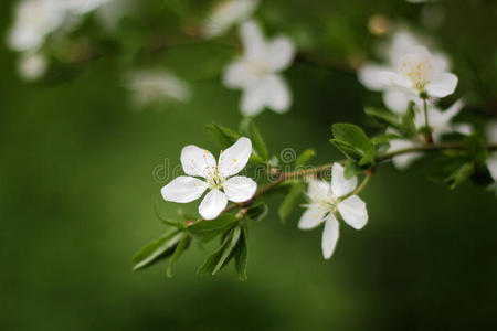 花枝