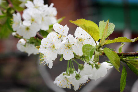 花枝