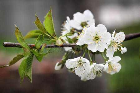 花枝