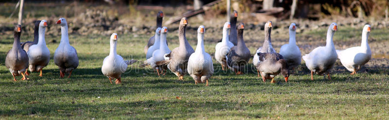 一群白色和灰色的家鹅在草地上奔跑