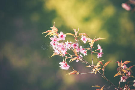 野生喜马拉雅樱花