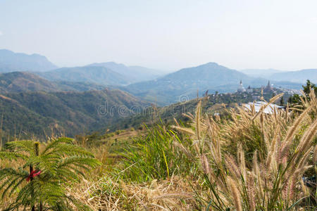 风景 天空 花园 植物区系 夏天 自然 纹理 墙纸 禾本科