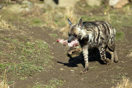 印度鬣狗图片