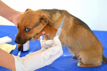 兽医 照顾 药物 动物 医生 毛皮 专业知识 小狗 注射