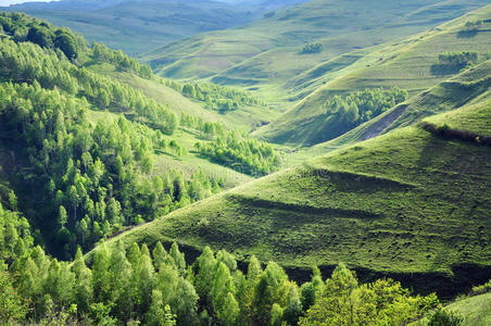 生态学 风景 东南方 国家 小山 草地 乡村 自然 开花