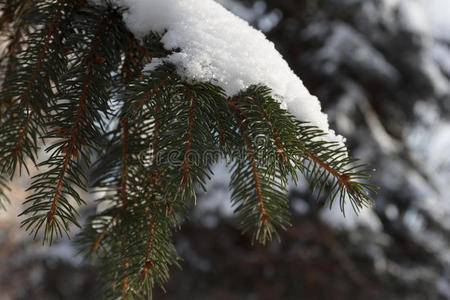 背景云杉树枝有雪花。 圣诞节假期